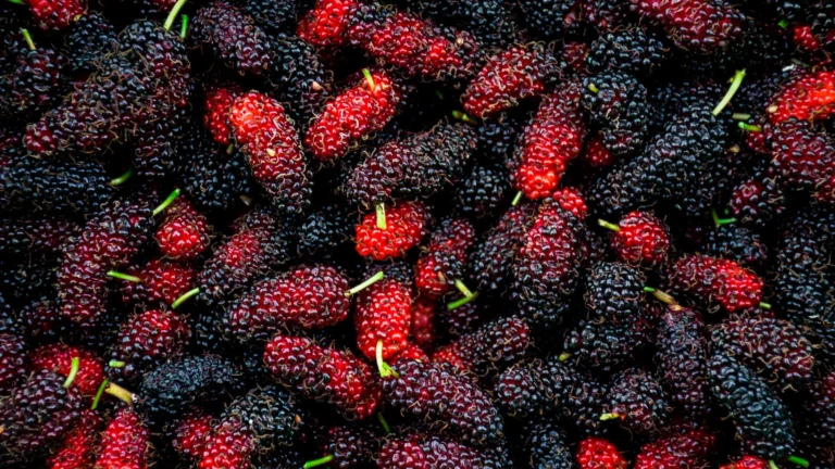 From Ancient Medicine to Modern Gut Science: How Mulberry Derivatives are Reshaping Metabolic Research
