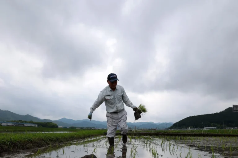 From Crisis to Glut: The Volatile Two-Year Transformation of Japan’s Rice Market
