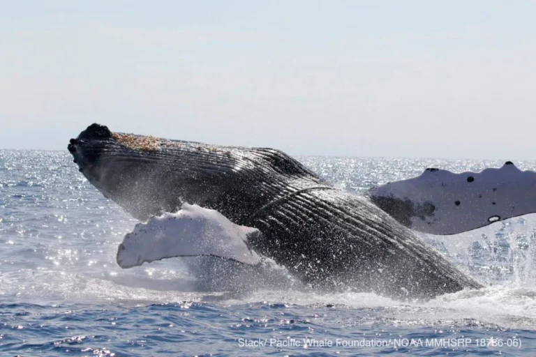 Hawaiian Humpback Whale Populations Face Stagnant Recovery Following Historic Marine Heatwave