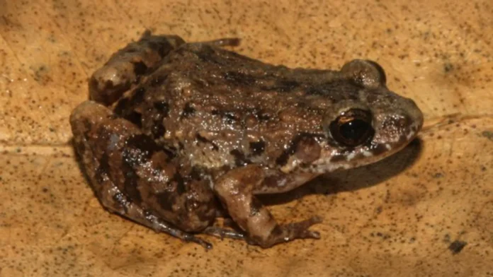 hidden-in-the-floodplains-the-discovery-of-adenomera-varcena-challenges-our-understanding-of-amazonian-biodiversity