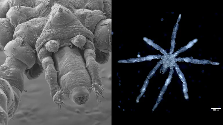 Hidden Wonders Beneath the Salish Sea: University of British Columbia Researchers Discover Two New Species of Sea Spider