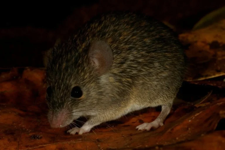 How burnt coconut helped discover a new-to-science endemic species in Sri Lanka