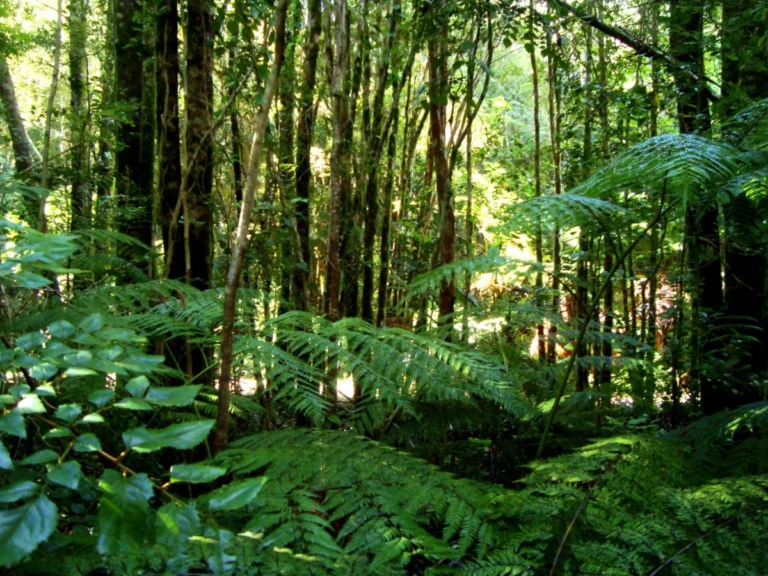 Indigenous land restitution in Chile brings mixed bag of environmental outcomes according to new research
