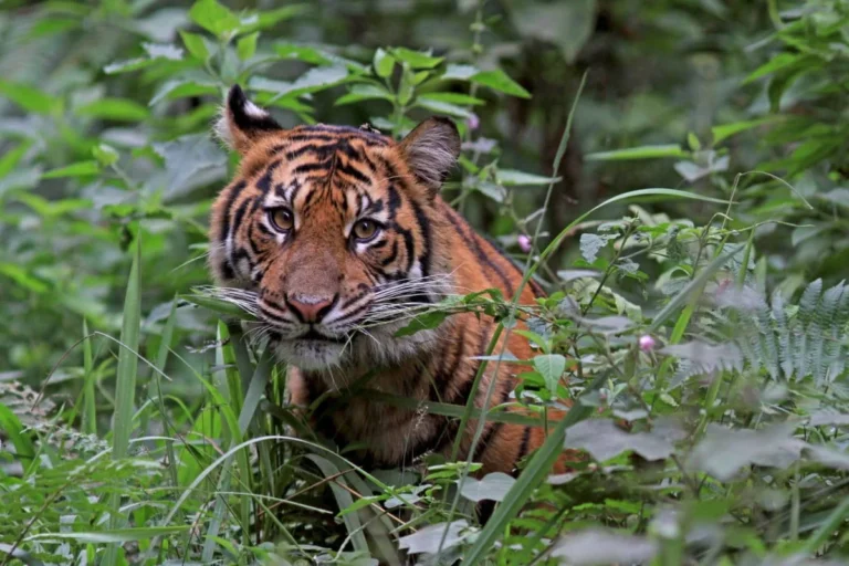 Kathmandu Resolution calls for Asia-wide leadership on conservation