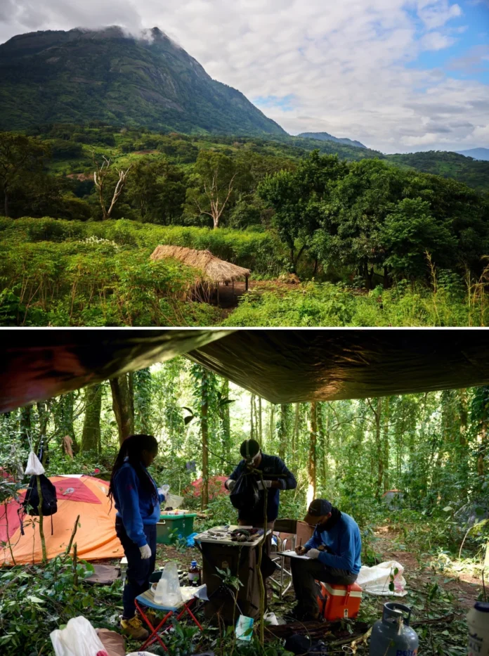 mozambique-officially-protects-the-biodiversity-hotspot-of-mount-mabu-through-new-community-led-conservation-decree