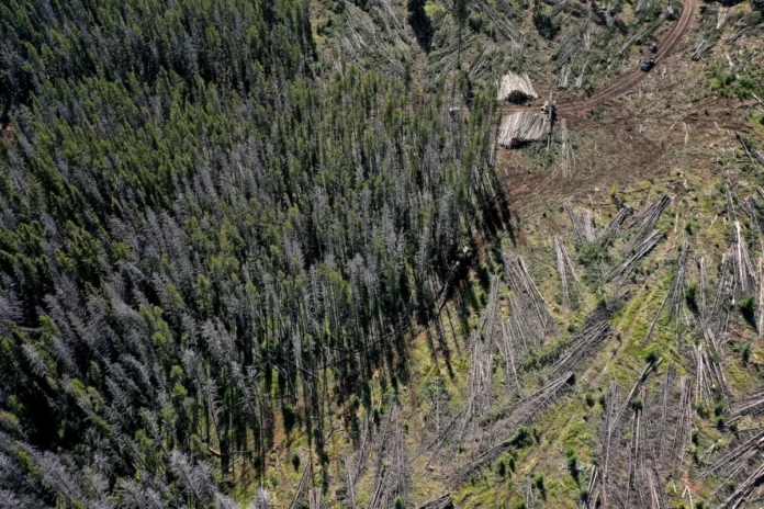 Montana Forests Struggle With Climate Change