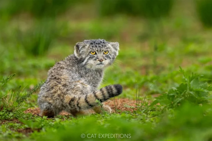 nepals-high-altitude-wildernesses-and-wildlife-are-increasingly-under-threat