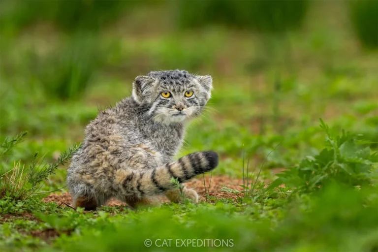 Nepal’s high-altitude wildernesses and wildlife are increasingly under threat