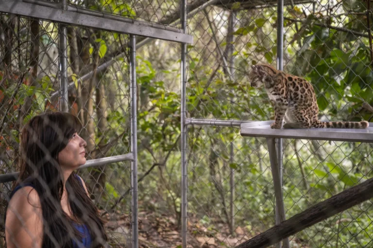 Scientists Identify New Species of Tiger Cat in the Yungas Cloud Forests of Bolivia