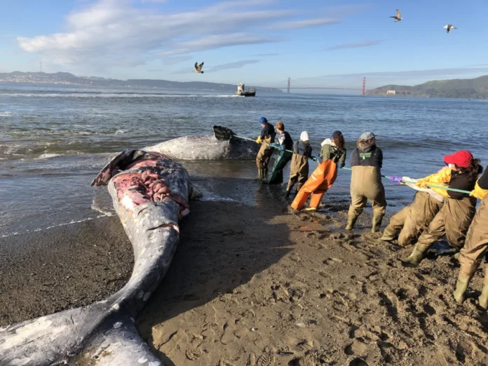 silent-giants-on-the-brink-inside-the-urgent-fight-to-save-the-u-s-west-coast-gray-whale-population
