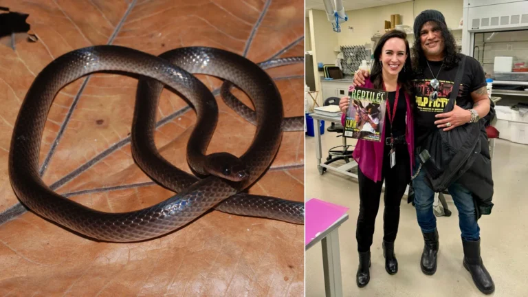 Slash’s Groundsnake: How a Rock Legend Inspired a New Scientific Discovery in New Guinea