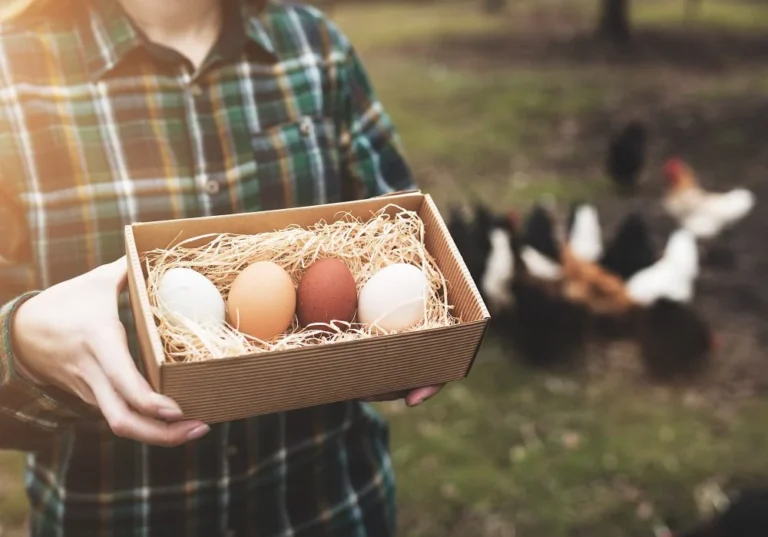 The Economics and Realities of Backyard Chickens in 2026: From Pandemic Boom to Post-Peak Calibration