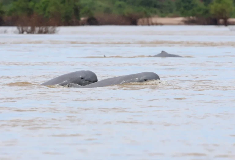 The Fragile Guardians of the Mekong: The Struggle to Save the Irrawaddy Dolphin from Extinction