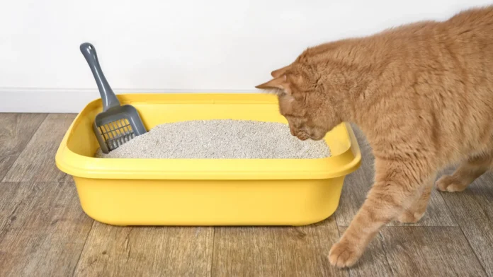 the-secret-language-of-cats-how-unique-fatty-acids-solve-a-century-old-biological-mystery