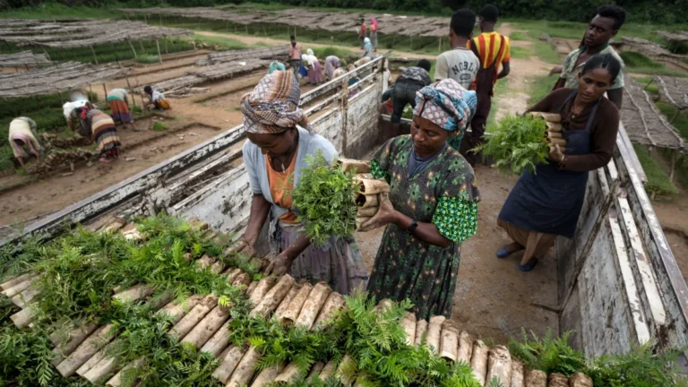 Ethiopia’s Historic Green Legacy Initiative Seeks to Reverse Decades of Environmental Degradation and Climate Vulnerability