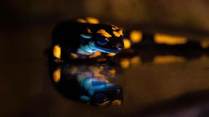 hidden-secrets-of-the-fire-salamander-revealed-through-unexpected-biofluorescence