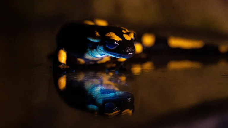 Hidden Secrets of the Fire Salamander Revealed Through Unexpected Biofluorescence