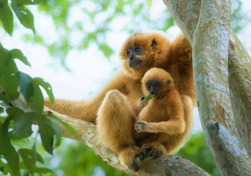 international-gibbon-day-a-critical-juncture-for-asias-most-endangered-apes-amidst-a-rising-tide-of-illegal-trafficking