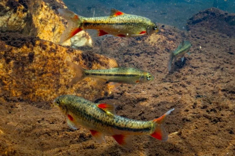 Restoring the Breekkrans River: A Strategic Victory Against Invasive Species and the Path to Saving the Doring Fiery Redfin