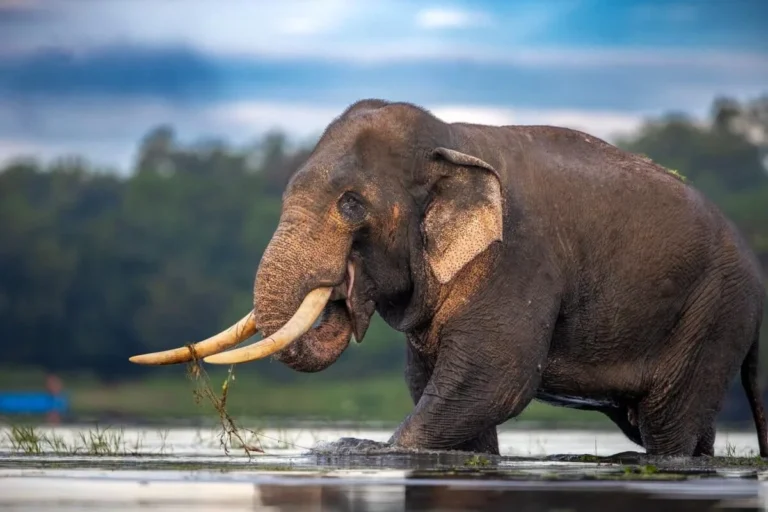 Sri Lanka mourns iconic tusker amid renewed calls to address human-elephant conflict