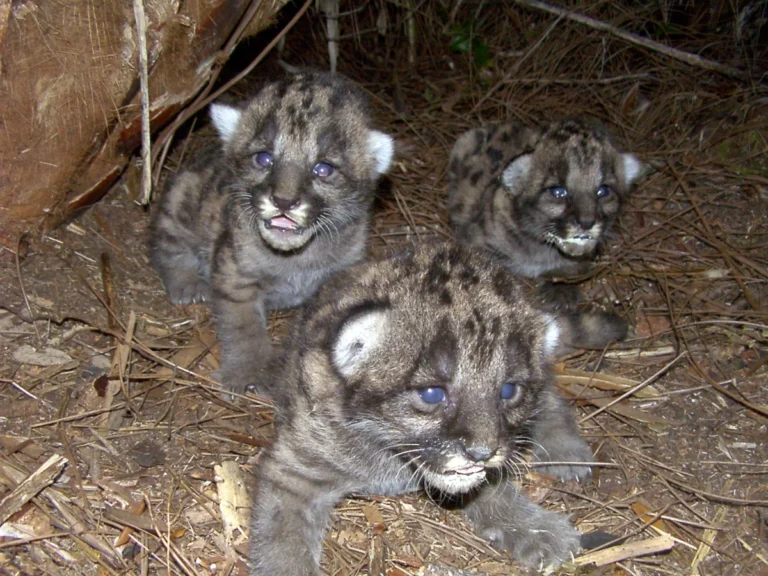 The Endangered Species Act Faces an Unprecedented Legal Crisis as the Trump Administration Rewrites Core Habitat Protections