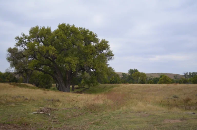 The Green Glacier: How Invasive Trees Are Silently Consuming America’s Great Plains