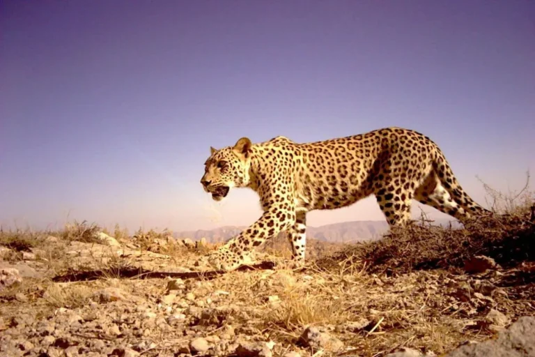 The Remarkable Resilience of Aren: A Persian Leopard’s Journey Through a Mine-Scarred Landscape