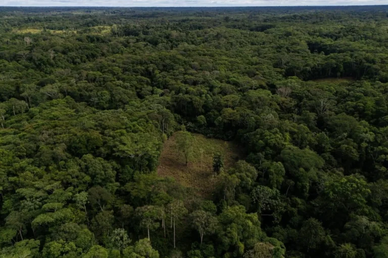 U.S. Lawmakers Urge Secretary of State Marco Rubio to Oppose Colombia’s Resumption of Aerial Coca Spraying