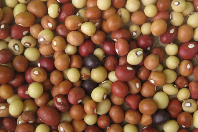 Unlocking the Potential of Neglected Indigenous Crops to Bolster Food Security in Southern Africa